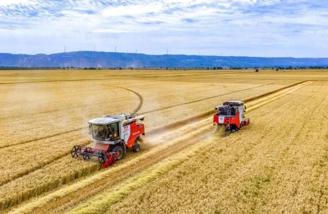 China Catat Panen Biji-Bijian Musim Panas Stabil pada 2025, Produksi Capai 149,74 Juta Ton