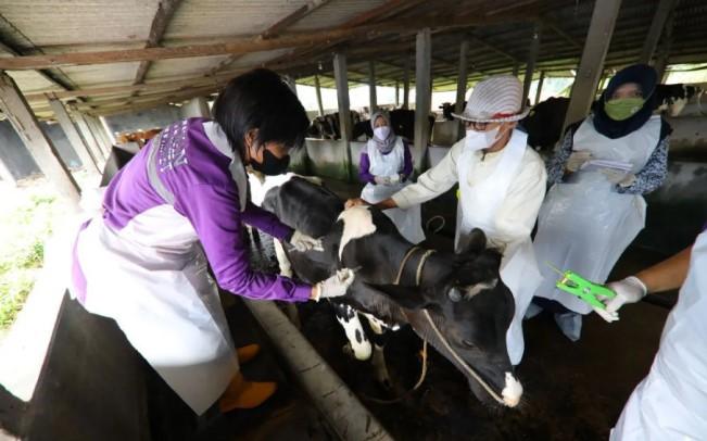 Komisi IV DPR Dukung Langkah Kementan Kendalikan PMK, Target Indonesia Bebas 2035