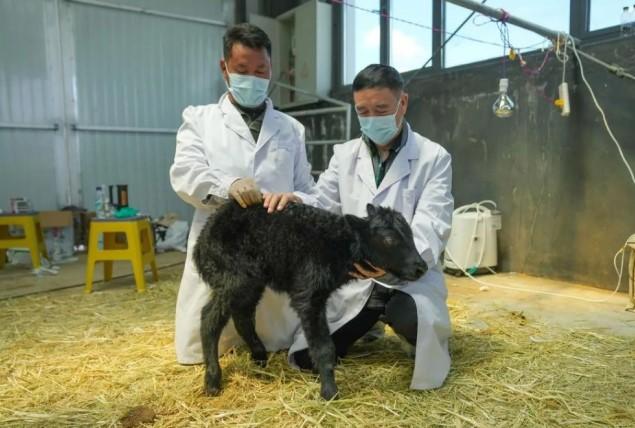 Bayi Yak Hasil Kloning Lahir di Xizang, China, Jadi Terobosan Ilmiah di Dataran Tinggi