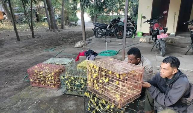 BBKSDA NTT Gagalkan Penyelundupan 1.260 Burung Pleci Kacamata Jawa, 140 Ditemukan Mati