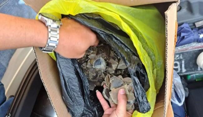 Kemenhut Gagalkan Perdagangan Sisik dan Kuku Trenggiling di Kalteng, Satu Tersangka Diamankan