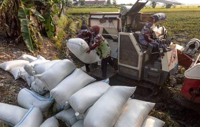 Produksi Padi Naik Tajam, Tapi Harga Beras Tetap Melonjak: Ini Penjelasan dan Solusinya