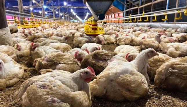 Indonesia Capai Swasembada Daging dan Telur Ayam, Pemerintah Fokus Stabilkan Harga Peternak