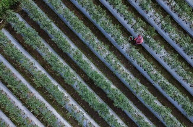 Kemarau Basah Ganggu Petani dan Ketahanan Pangan: Musim Kemarau 2025 Justru Dihujani Hujan Deras