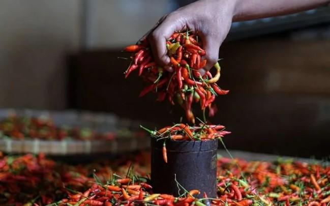 Harga Pangan Nasional 18 Juli 2025: Cabai, Beras, dan Daging Turun, Jagung dan Bandeng Naik