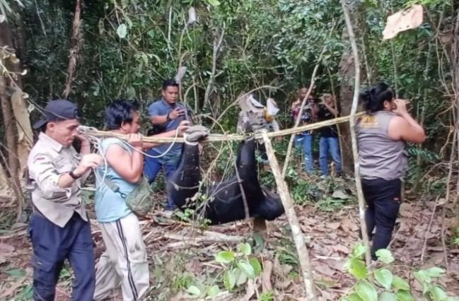 BBKSDA Riau Evakuasi Beruang Madu Terjerat di Indragiri Hulu, Luka Akibat Jerat Nilon