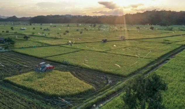 Perdebatan Status Ideal Bulog: Instrumen Negara atau BUMN untuk Ketahanan Pangan?