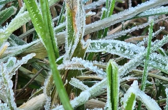 BMKG: Suhu di Dieng Capai Minus 2 Derajat, Embun Beku Muncul di Kompleks Candi