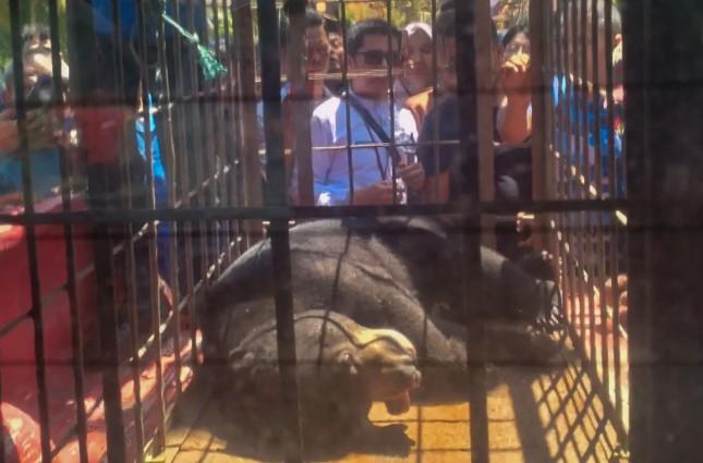 BKSDA Sumbar Lepasliarkan Beruang Madu dari Permukiman Warga ke Habitat Alami