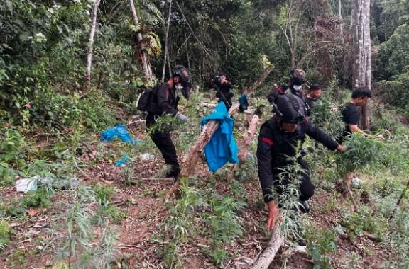 Brimob dan BNNP Sumut Musnahkan Ladang Ganja 2 Hektare di Mandailing Natal