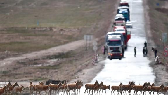 China Kembangkan Lampu Lalu Lintas Pintar untuk Lindungi Antelop Tibet yang Bermigrasi