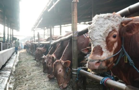 Dharma Jaya Impor 750 Sapi Tahap Kedua dari Australia untuk Jaga Ketahanan Pangan Jakarta