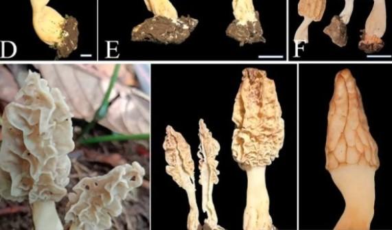 BRIN Temukan Spesies Baru Jamur Morel di Gunung Rinjani, Bernama Morchella rinjaniensis