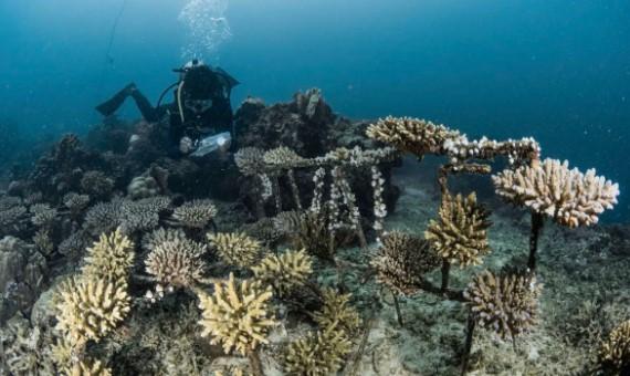 PT Vale dan TNI AL Tanam Terumbu Karang Buatan di Pulau Bulupoloe untuk Pulihkan Ekosistem Laut