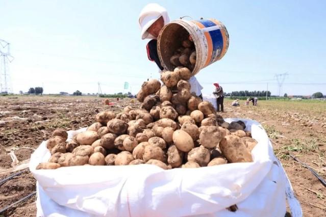Ilmuwan Ungkap Tomat Adalah Induk Kentang: Evolusi Purba Ciptakan Umbi 9 Juta Tahun Lalu