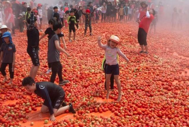 Festival Tomat Hwacheon 2025 Meriahkan Musim Panas Korea Selatan dengan Perang Tomat Seru