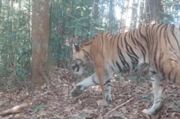 42 Harimau Sumatra Terpantau di Bengkulu, Kemenhut Perkuat Strategi Konservasi Habitat Alami