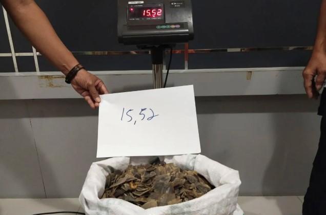 Kemenhut Gagalkan Perdagangan 15,52 Kg Sisik Trenggiling di Kalbar, Pelaku Terancam 15 Tahun Penjara