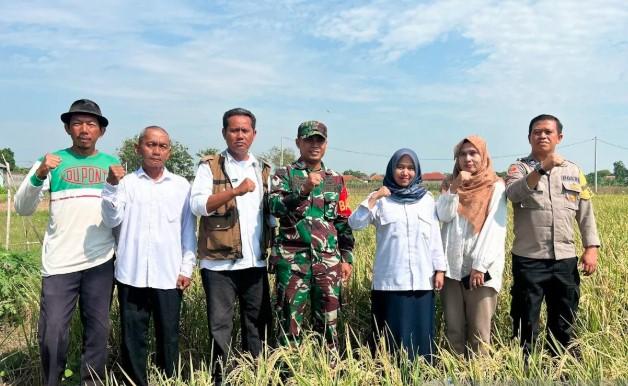 Bulog Cirebon Maksimalkan Serapan Gabah Lewat Dukungan Babinsa dan PPL, Catat Rekor Tertinggi dalam Lima Tahun