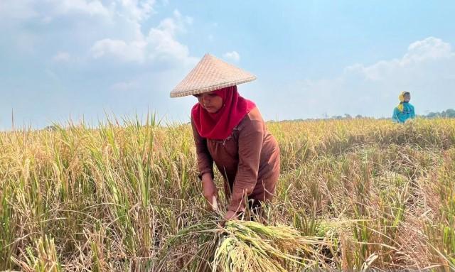 Harga Gabah Rp6.500 per Kg Picu Antusiasme Petani, Bulog Cirebon Serap Gabah Tertinggi dalam Lima Tahun