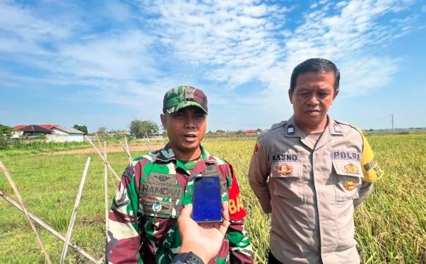 Babinsa Kawal Penyerapan Gabah di Cirebon Sesuai HPP, Petani Tersenyum Dapat Harga Wajar