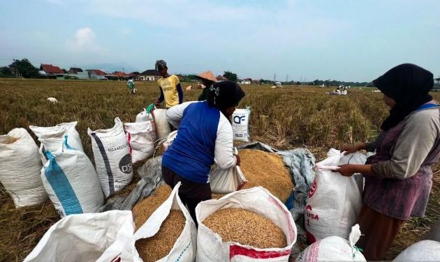 Petani Cirebon Semakin Semangat Tanam Padi, Harga Gabah dan Akses Pupuk Jadi Pemicu Utama