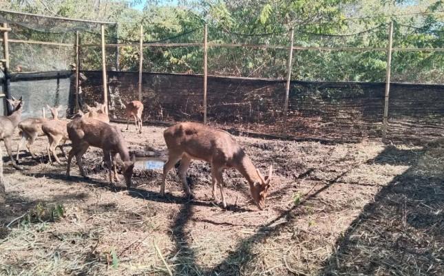 12 Rusa Timor Dilepasliarkan di Taman Nasional Bali Barat untuk Peringati Hari Konservasi