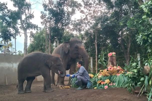 Bali Zoo Rayakan Hari Gajah Sedunia dengan Pesta Buah untuk Gajah Sumatera