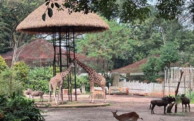 Biaya Pakan dan Perawatan Hewan Bandung Zoo Selama Penutupan Ditanggung PKBSI