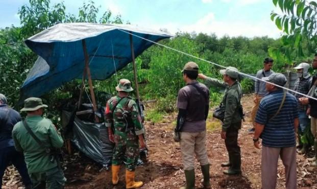Harimau Sumatera Masuk Perangkap di Pelalawan, Diduga Pelaku Serangan terhadap Pekerja