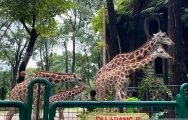 Libur HUT ke-80 RI, Ragunan Targetkan 90.000 Pengunjung Selama Tiga Hari