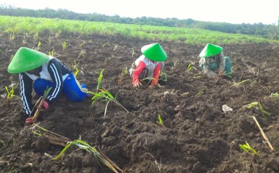 Pertamina Bina UMKM DDistillers, Ubah Lahan Kritis Jadi Lapangan Kerja untuk Lebih dari 2.000 Warga Desa