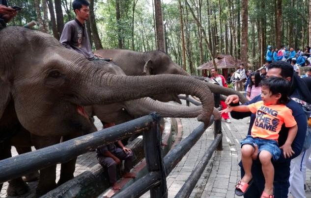 Pertamina Patra Niaga Perkuat Komitmen Lingkungan Lewat Dukungan Konservasi Gajah Sumatera