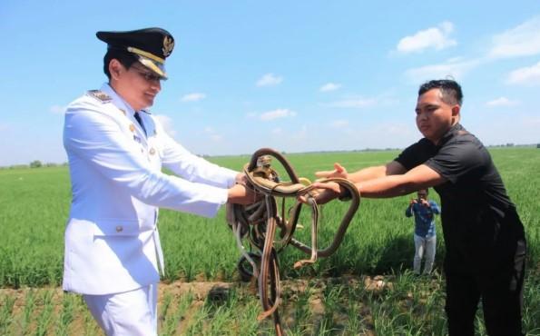 Bupati Indramayu Lepas Ular, Burung Hantu, dan Biawak untuk Atasi Hama Tikus di Sawah