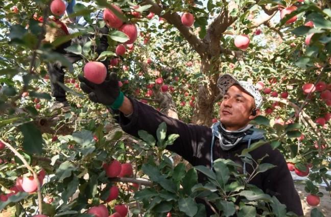 Xinjiang Luncurkan Penerbangan Kargo Langsung ke Dubai, Kirim Melon hingga Tomat dalam 6 Jam