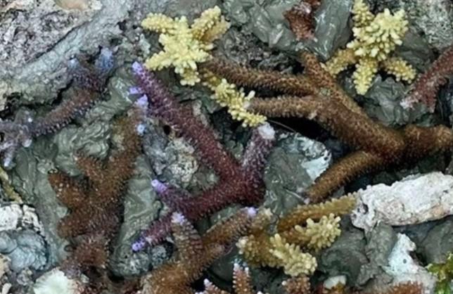 Pemkab Kepulauan Seribu Ajak Generasi Muda Lestarikan Laut Lewat Transplantasi Terumbu Karang