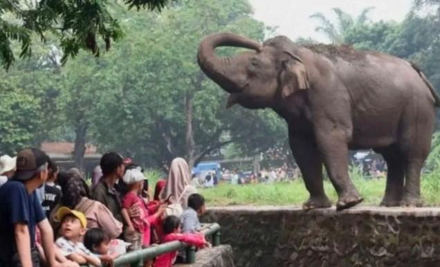 Tarif Masuk Ragunan Akan Naik, Pengelola Pastikan Tetap Terjangkau untuk Semua Pengunjung
