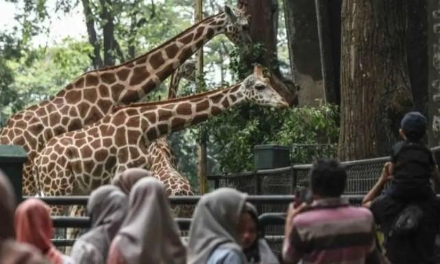 Revitalisasi Ragunan Usung Konsep Zona Satwa, Tarif Masuk Direncanakan Naik untuk Wisatawan Non-Jakarta