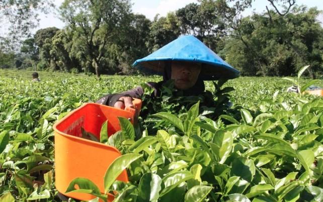 Mengembalikan Kedaulatan Teh Indonesia: Dari Kebun Rakyat hingga Panggung Global