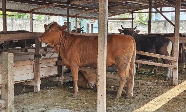 Sapi Lokal Terdesak Impor: Peternak Rakyat Butuh Perlindungan agar Tidak Tergusur