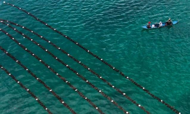 Rumput Laut Dinilai sebagai 'Emas Hijau' Laut Nusantara, Potensial Jadi Penggerak Utama Ekonomi Biru Indonesia