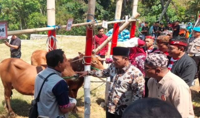 Pemkab Pamekasan Kembangkan Bibit Unggul Sapi Madura di Empat Kecamatan untuk Jaga Genetika dan Tingkatkan Ekonomi Warga