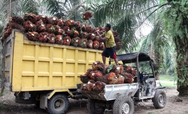 Pakar Kehutanan Ingatkan Pemilihan Mitra KSO Sawit Harus Hati-Hati, Produktivitas Bisa Terancam