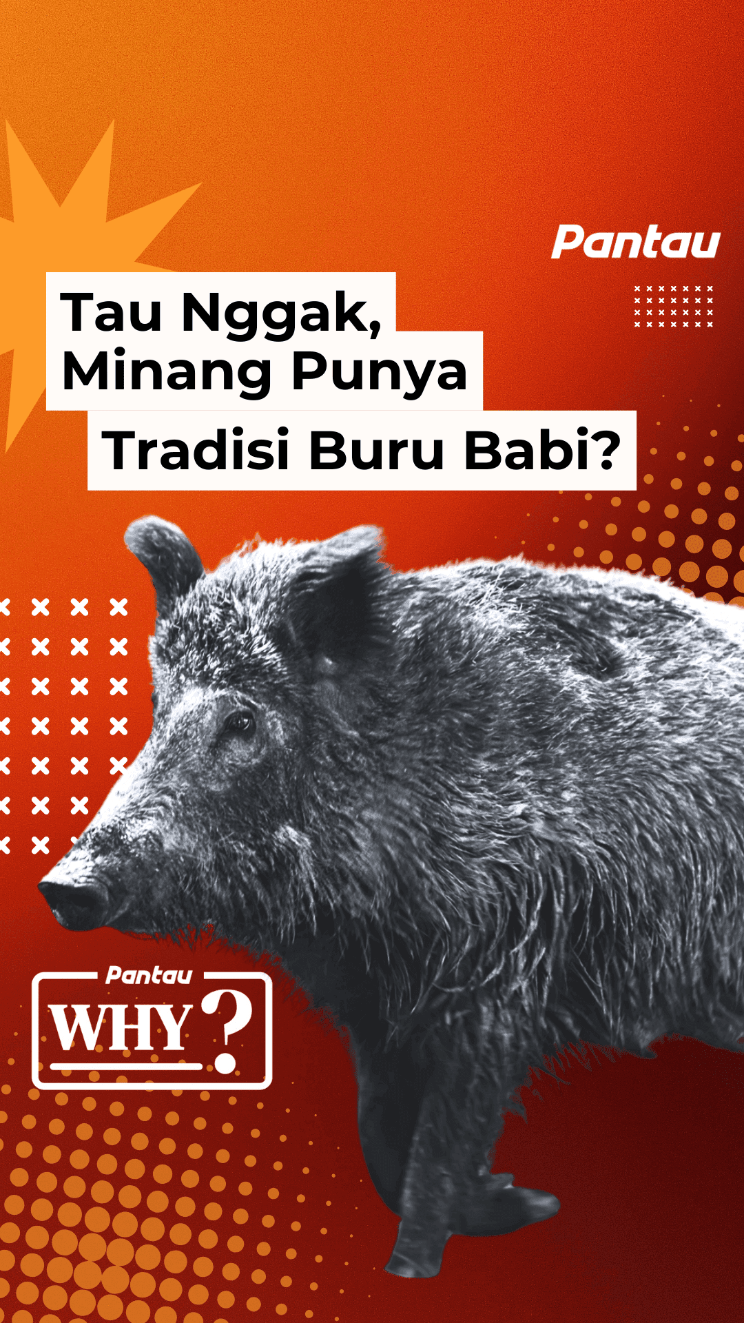 TAU NGGAK MINANG PUNYA TRADISI BURU BABI?