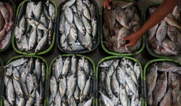 Ilmuwan Australia Temukan Protein Kunci CHP1 dalam Penyimpanan Lemak Seluler, Berpotensi Buka Jalan Pengobatan Obesitas dan D