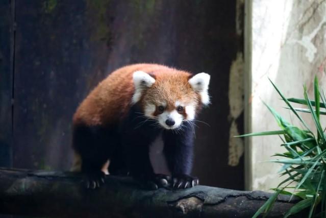 Mee Mee dan Maung Maung, Sepasang Panda Merah yang Curi Perhatian di Kebun Binatang Yangon