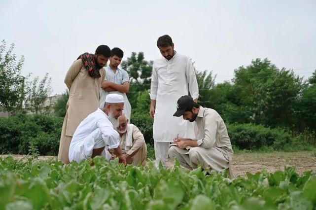 Benih Kembang Kol Asal Tianjin Kuasai Pasar Pakistan, Gandakan Hasil Panen Petani Lokal