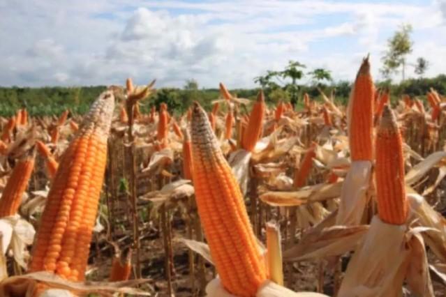 Produksi Jagung di Lebak Tembus 2.308 Ton, Perkuat Ketahanan Pangan dan Tingkatkan Pendapatan Petani
