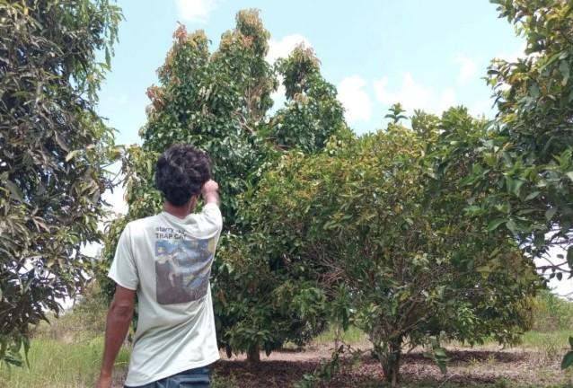 BKSDA Tindaklanjuti Laporan Warga soal Orang Utan Masuk Kebun di Sampit
