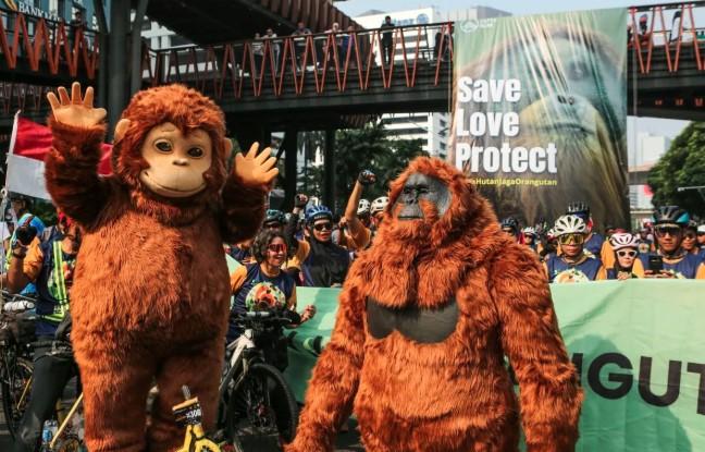 Habitat Menyempit Tinggal 2,5 Persen, Konflik Manusia-Orangutan Tapanuli Meningkat di Batangtoru